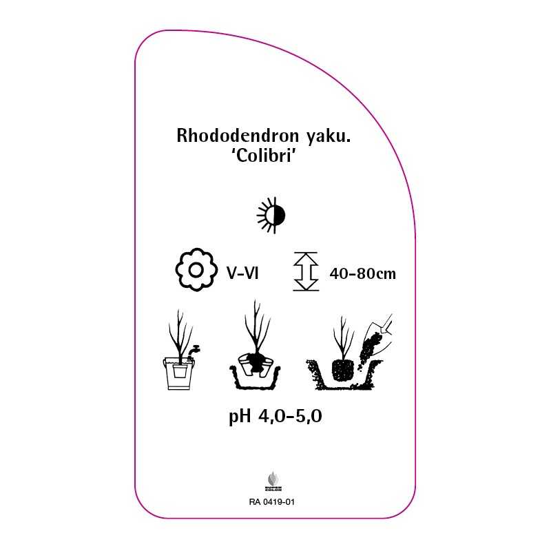 rhododendron-yakushimanum-colibri-0