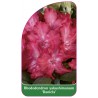 rhododendron-yakushimanum-daniela-1