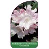 rhododendron-yakushimanum-dreamland-1