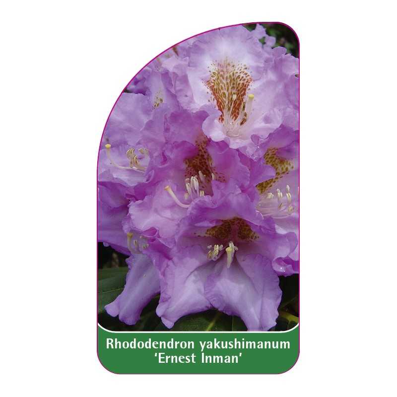 rhododendron-yakushimanum-ernest-inman-1