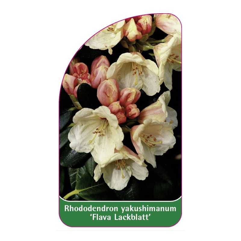 rhododendron-yakushimanum-flava-lackblatt-1