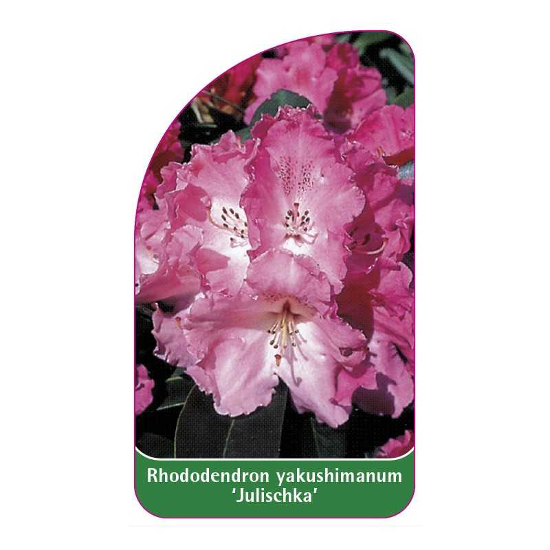 rhododendron-yakushimanum-julischka-1