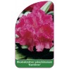 rhododendron-yakushimanum-kantilene-1