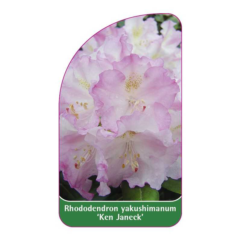 rhododendron-yakushimanum-ken-janeck-1