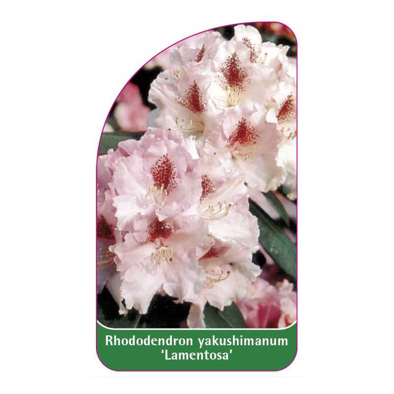 rhododendron-yakushimanum-lamentosa-1