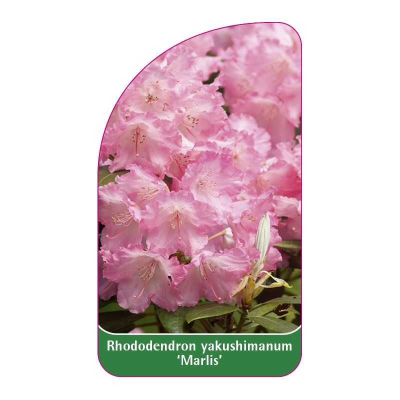 rhododendron-yakushimanum-marlis-1