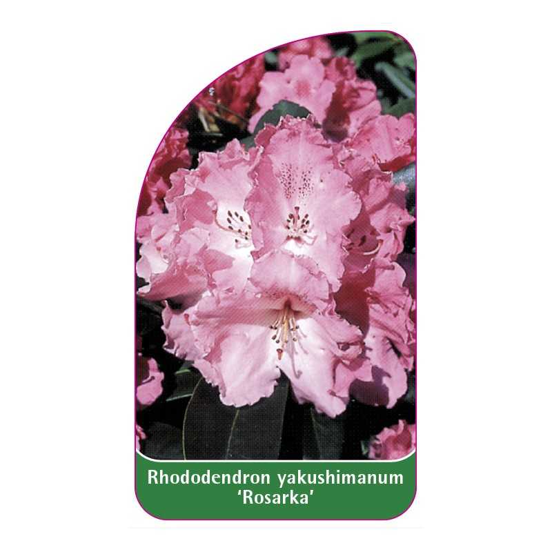 rhododendron-yakushimanum-rosarka-1