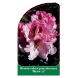 rhododendron-yakushimanum-nicoletta-1