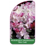 rhododendron-yakushimanum-silver-lady-1