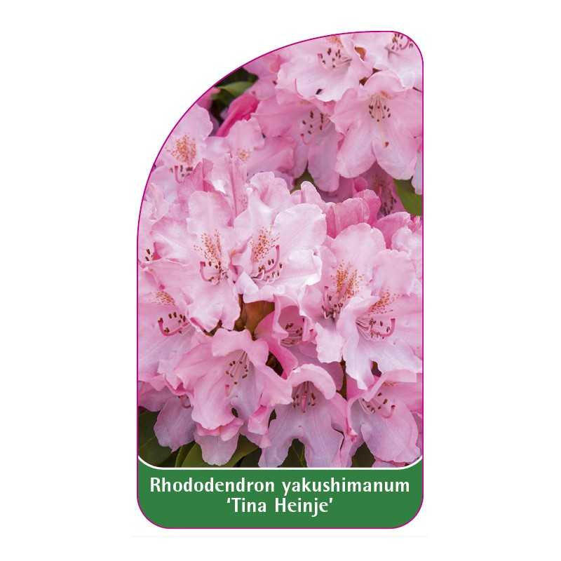 rhododendron-yakushimanum-tina-heinje-1