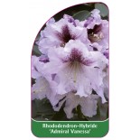 rhododendron-admiral-vanessa-1