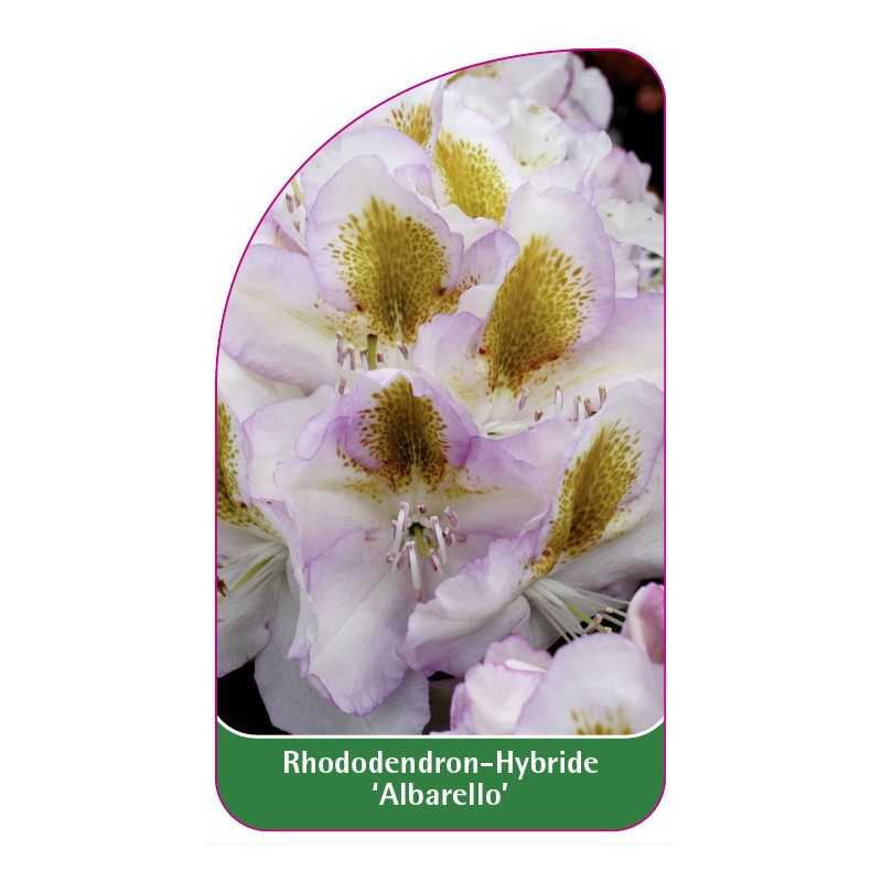 rhododendron-albarello-1