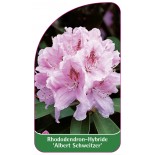 rhododendron-albert-schweitzer-1