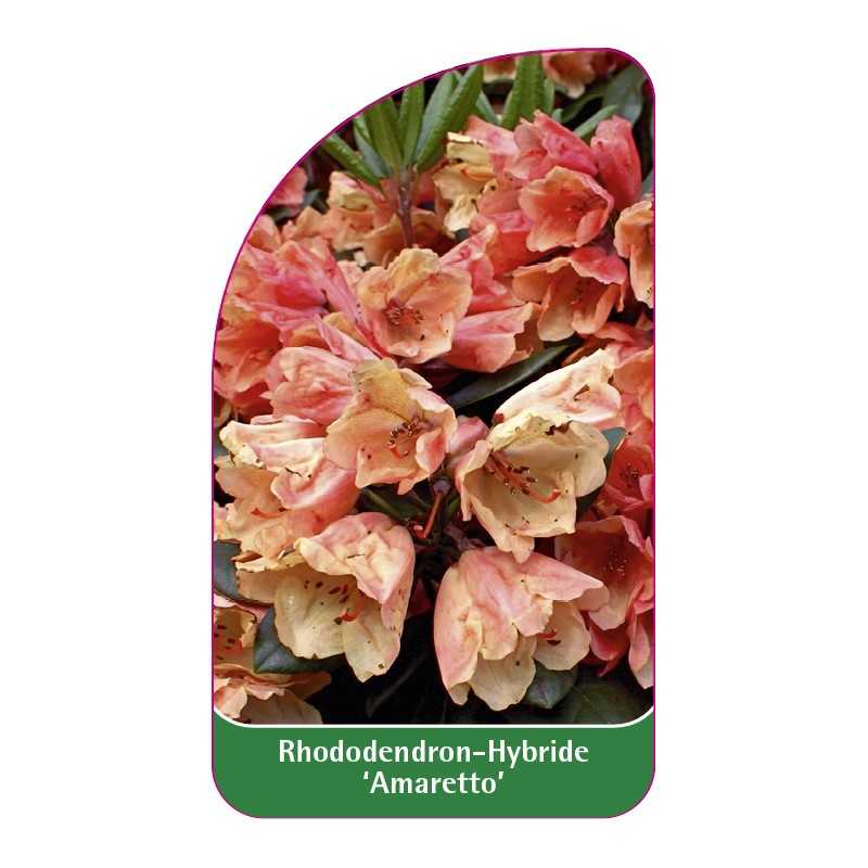 rhododendron-amaretto-1