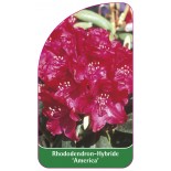 rhododendron-america-a1