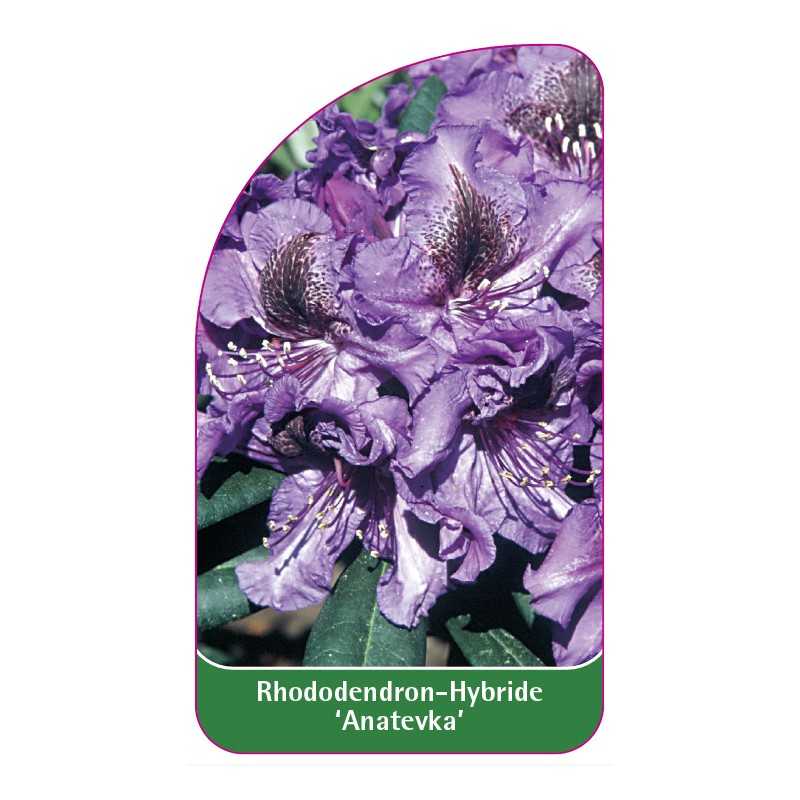 rhododendron-anatevka-1