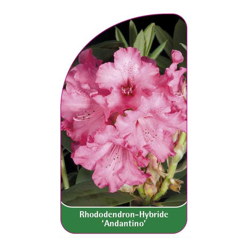 rhododendron-andantino-b1