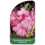 rhododendron-andantino-b1