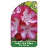 rhododendron-ann-lindsay-1