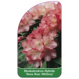 rhododendron-anna-rose-whitney-1