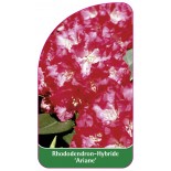 rhododendron-ariane-1