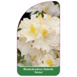 rhododendron-arima-1