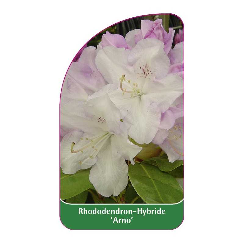 rhododendron-arno-1