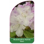 rhododendron-arno-1