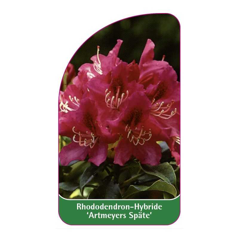 rhododendron-artmeyers-spate-1