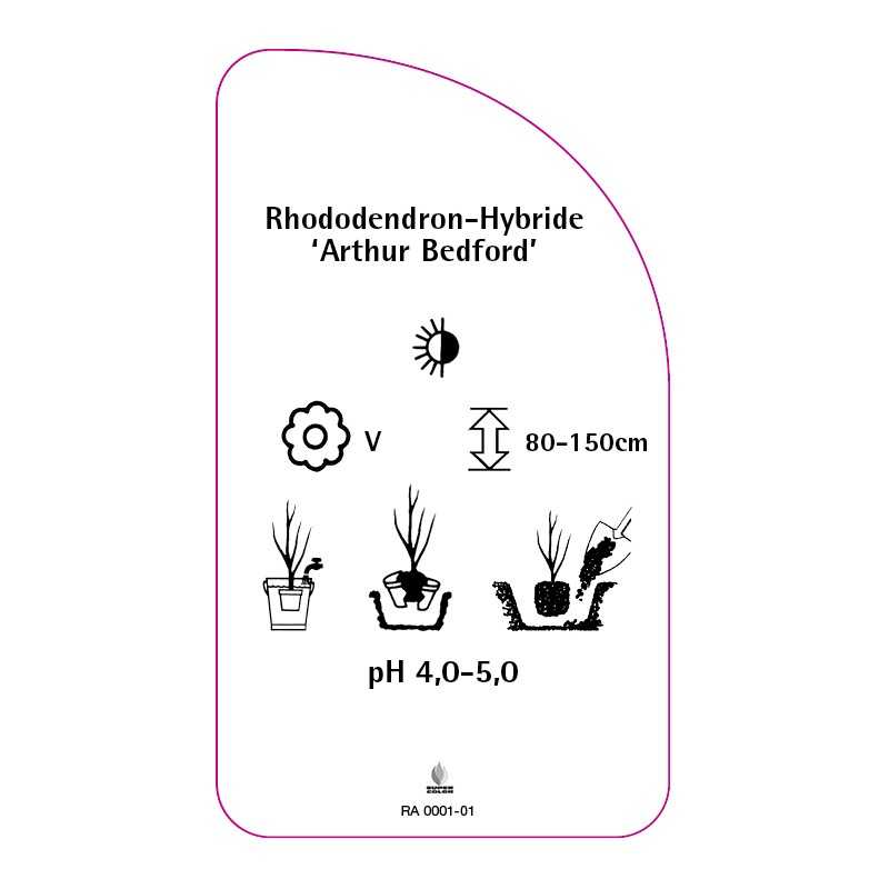 rhododendron-artur-bedford-0