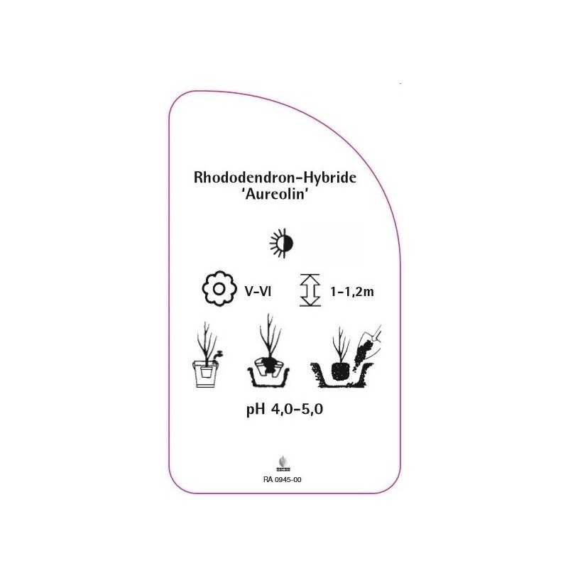 rhododendron-aureolin-0