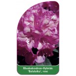 rhododendron-balalaika-rose1