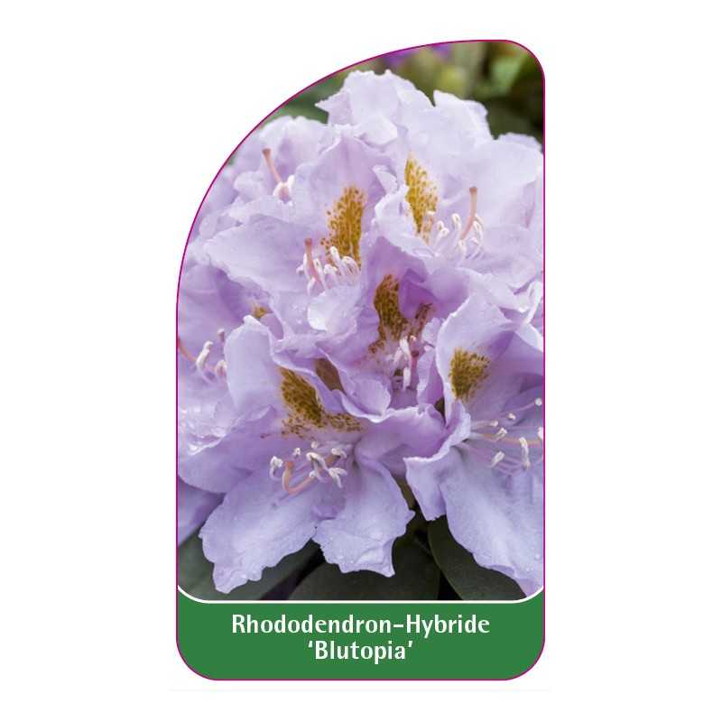 rhododendron-blutopia-1