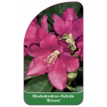 rhododendron-brisanz-1