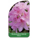 rhododendron-cheer-1