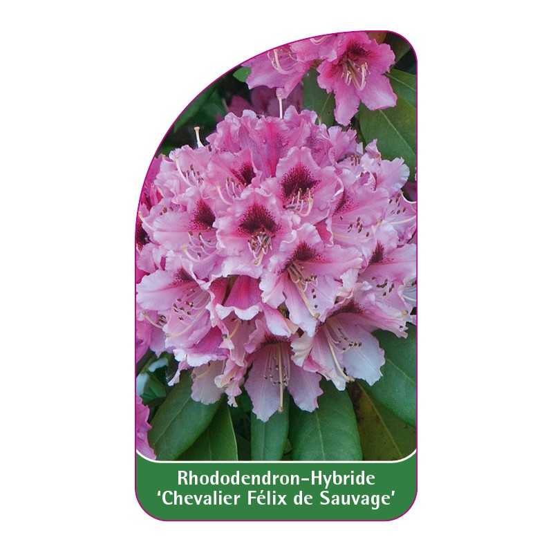 rhododendron-chevalier-felix-de-sauvage-1