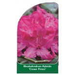 rhododendron-crown-prince-1