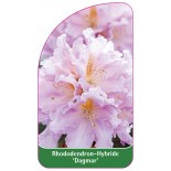 rhododendron-dagmar-1