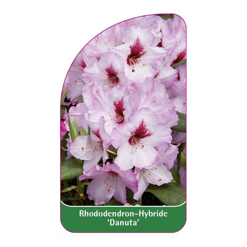 rhododendron-danuta-1