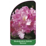 rhododendron-dietrich-1