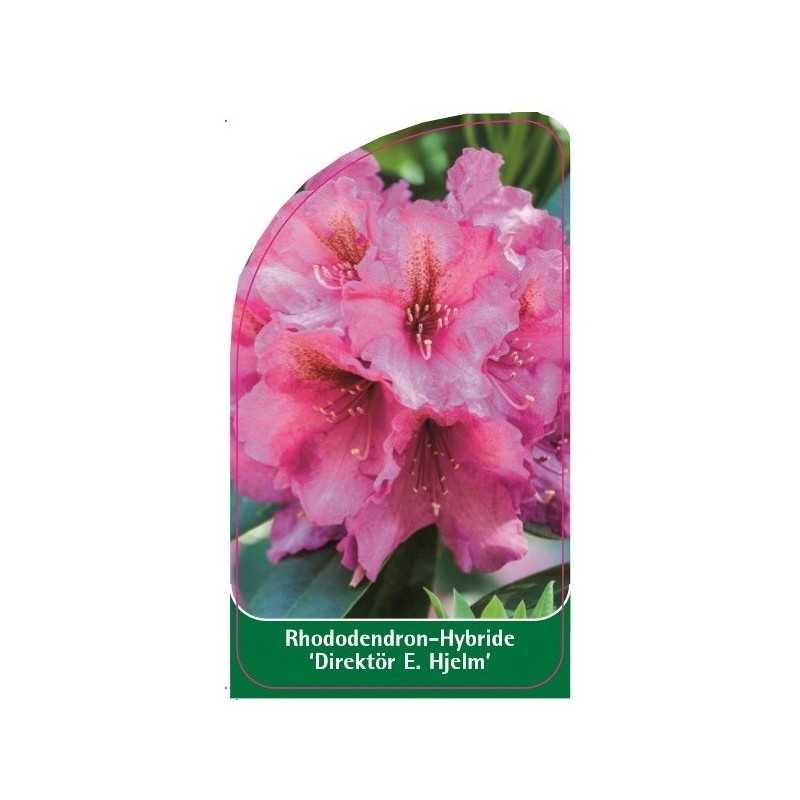 rhododendron-direktor-e-hjelm-1