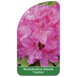 rhododendron-cynthia-1