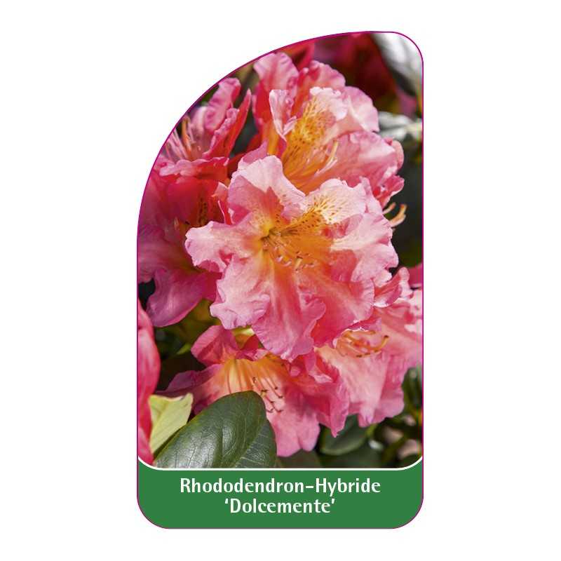 rhododendron-dolcemente-1