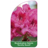 rhododendron-dorothy-russel-1