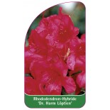 rhododendron-dr-harm-loptien-1