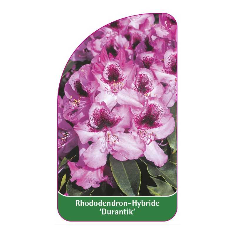 rhododendron-durantik-1