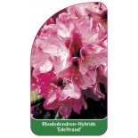 rhododendron-edeltraud-1