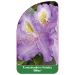 rhododendron-effner-1