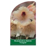 rhododendron-feingold-1