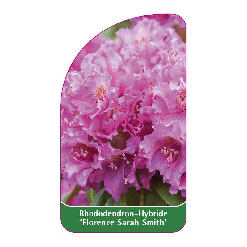 rhododendron-florence-sarah-smith-1